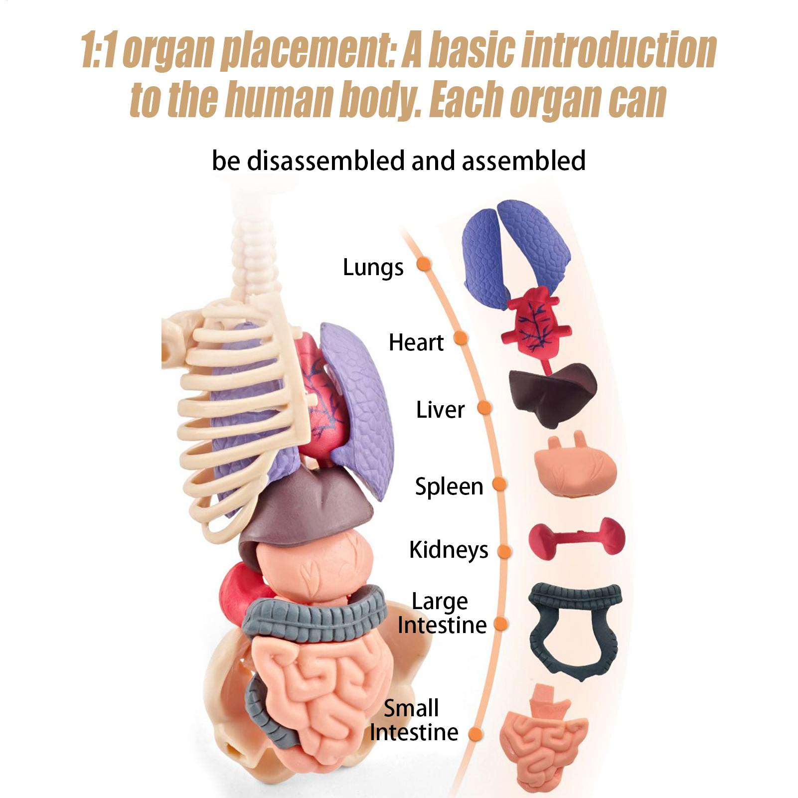 Kids Education Usa - Human Skeleton Model For Anatomy 3D