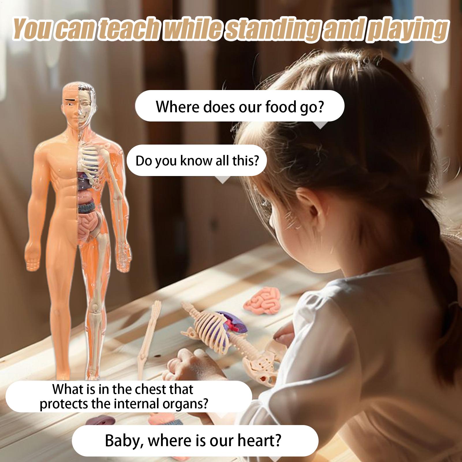 Human Skeleton Model For Anato - đánh giá và giá Kids Education Usa