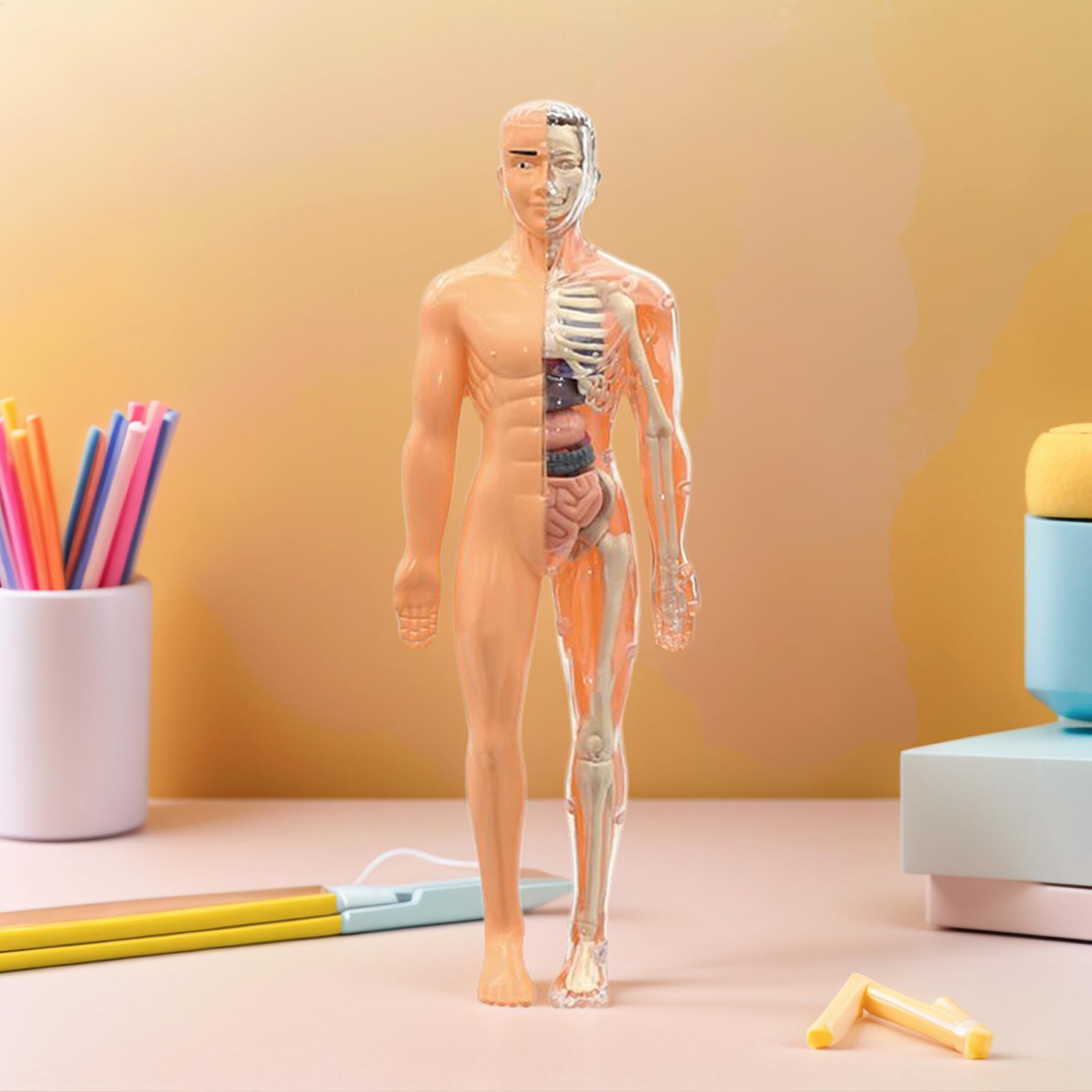 Human Skeleton Model For Anato - đánh giá và giá Kids Education Usa