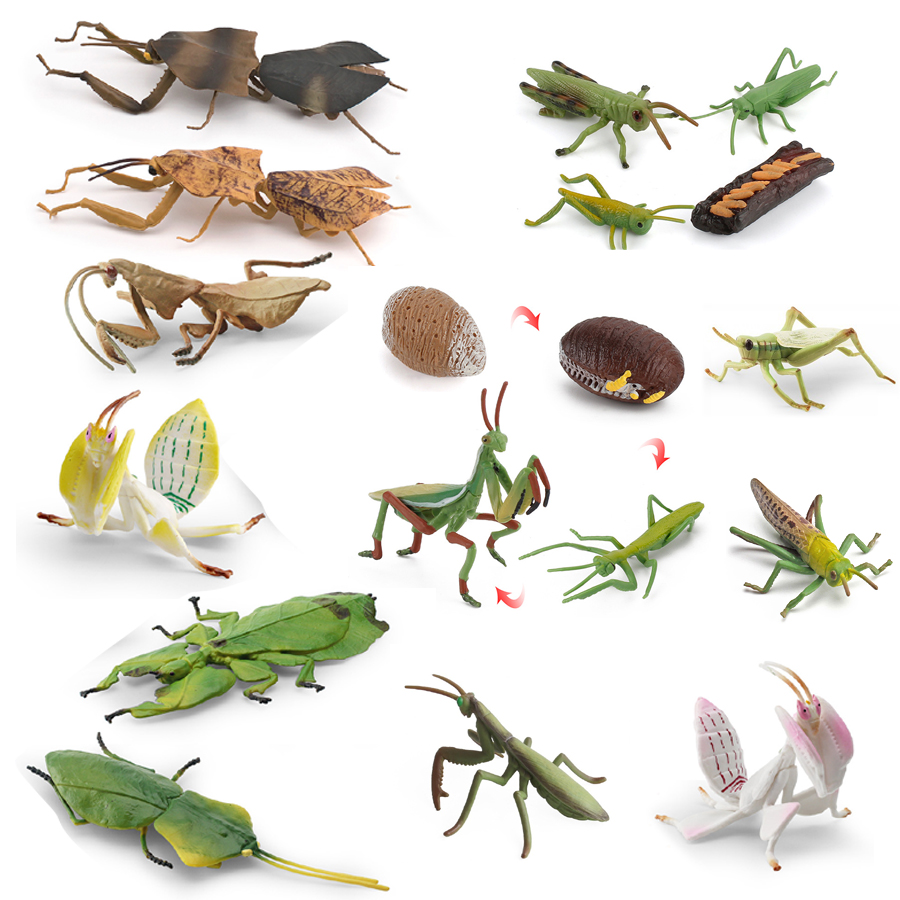 Realistic Orchid Mantis Dead L - đánh giá và giá Kids Education Picture