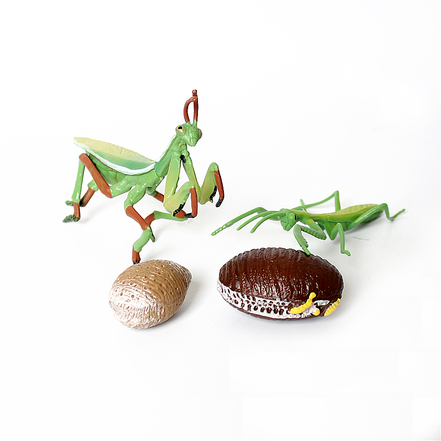 Realistic Orchid Mantis Dead L - đánh giá và giá Kids Education Picture